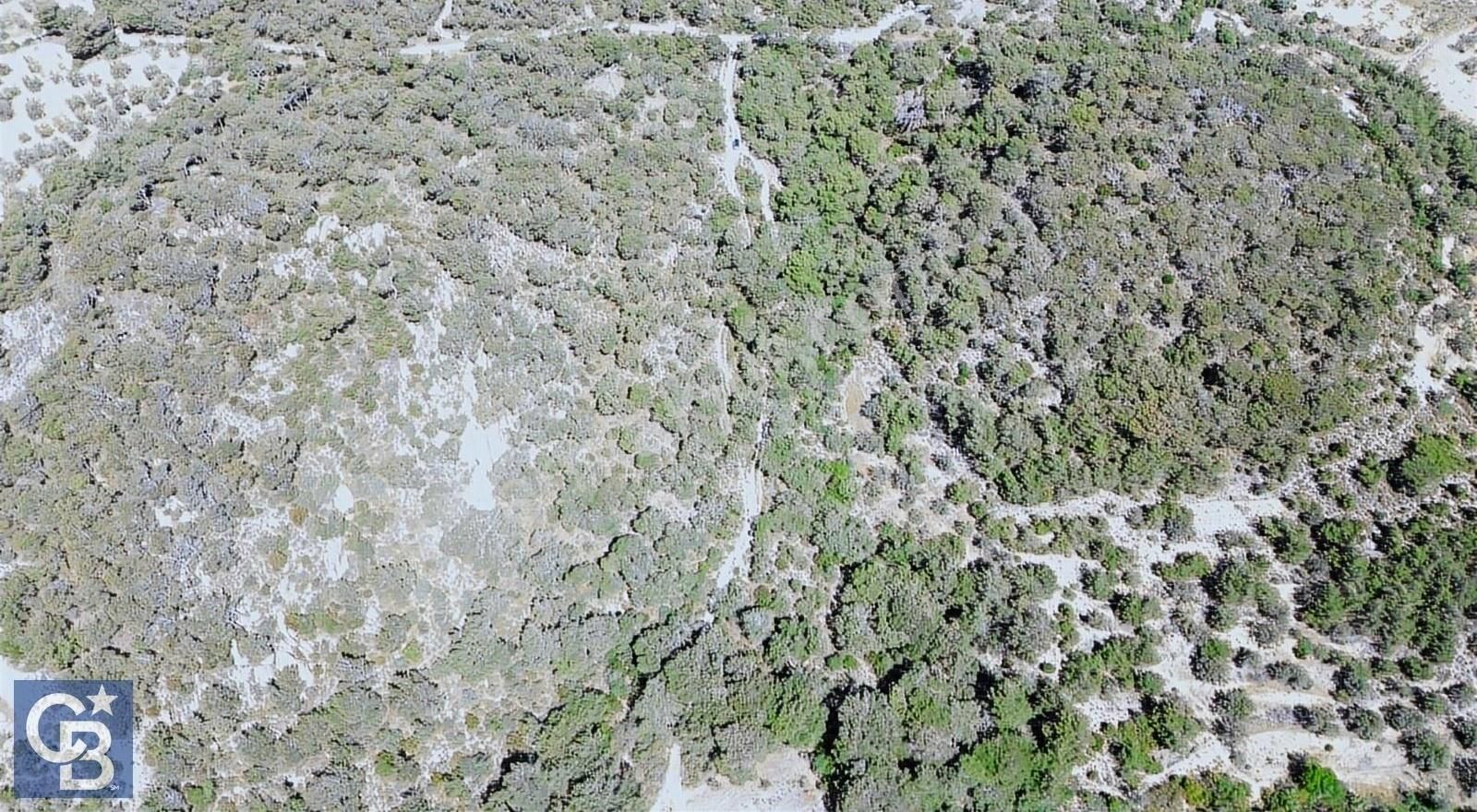 Aliağa Aşağışakran'da Satılık 8400m2 Zeytinlik - Görsel 9