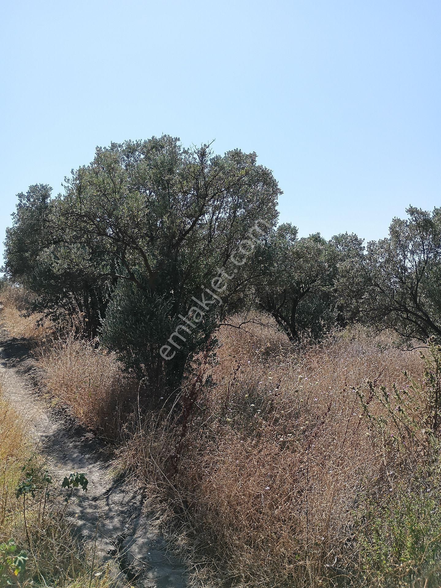 Mudanya Mirzaoba Da Satılık Zeytin Tarlası - Görsel 8