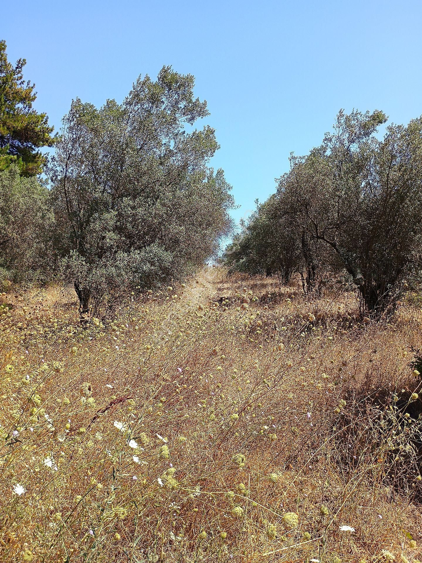 Mudanya Mirzaoba Da Satılık Zeytin Tarlası - Görsel 10