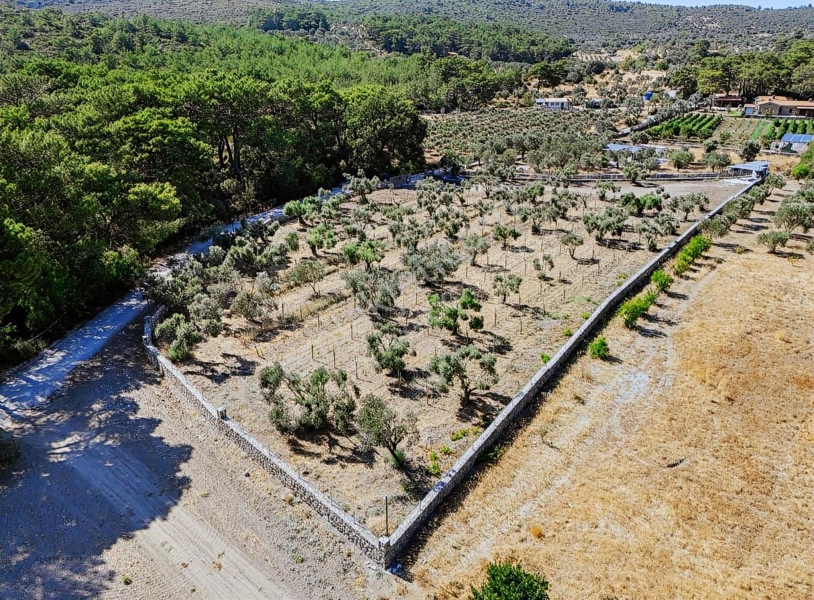 Urla Barbaros Köyü Satılık Tarla - Görsel 9
