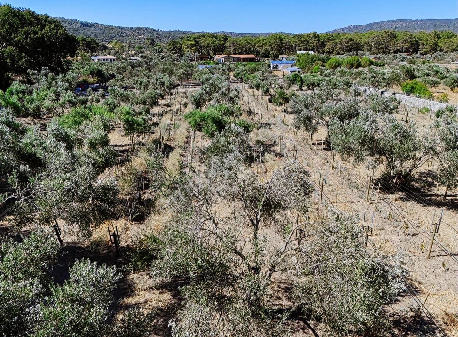 Urla Barbaros Köyü Satılık Tarla - Görsel 6