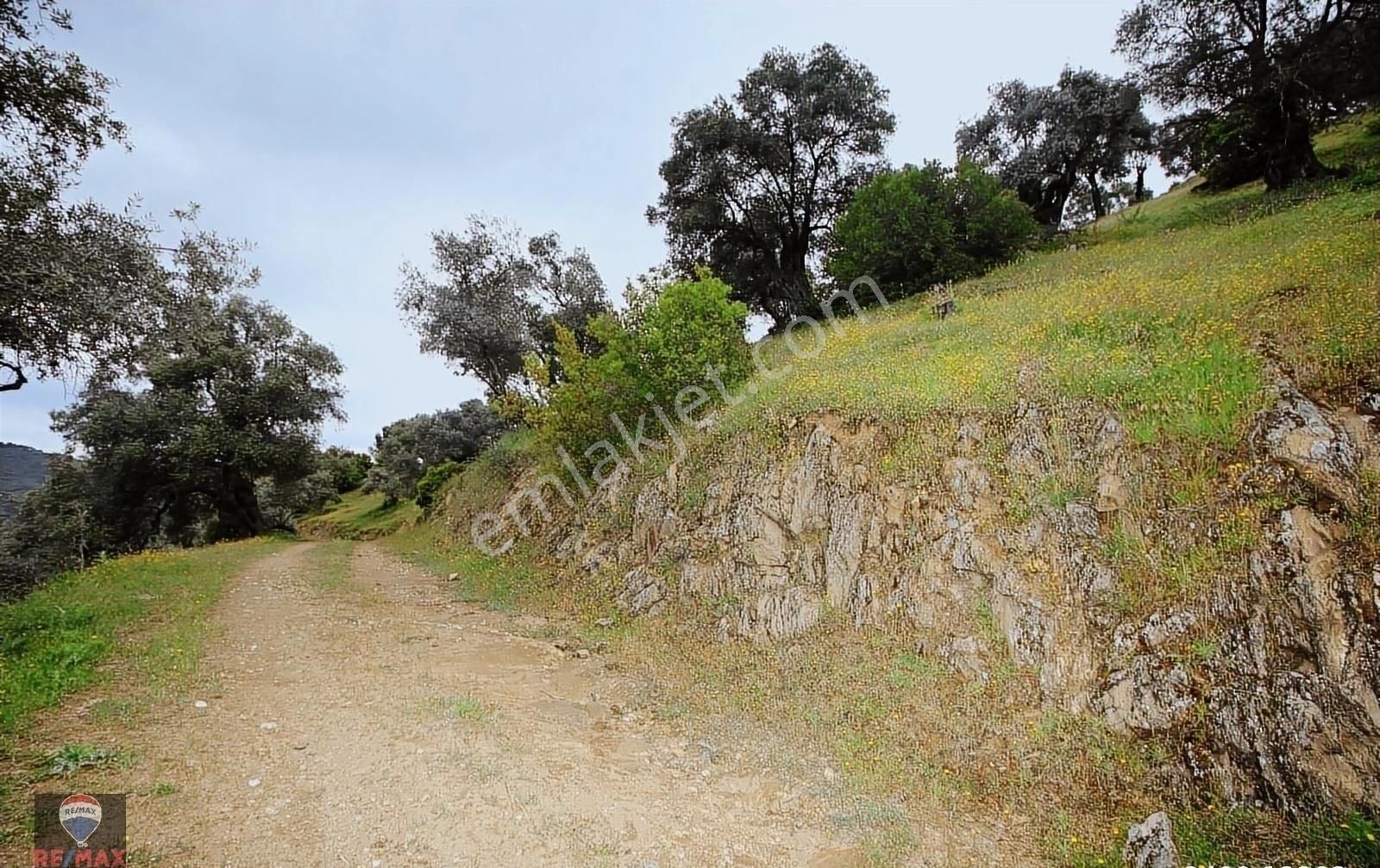 Bayındır Gaziler 1202 M2 Yolu Ve Ağaçları Olan Zeytinlik - Görsel 20