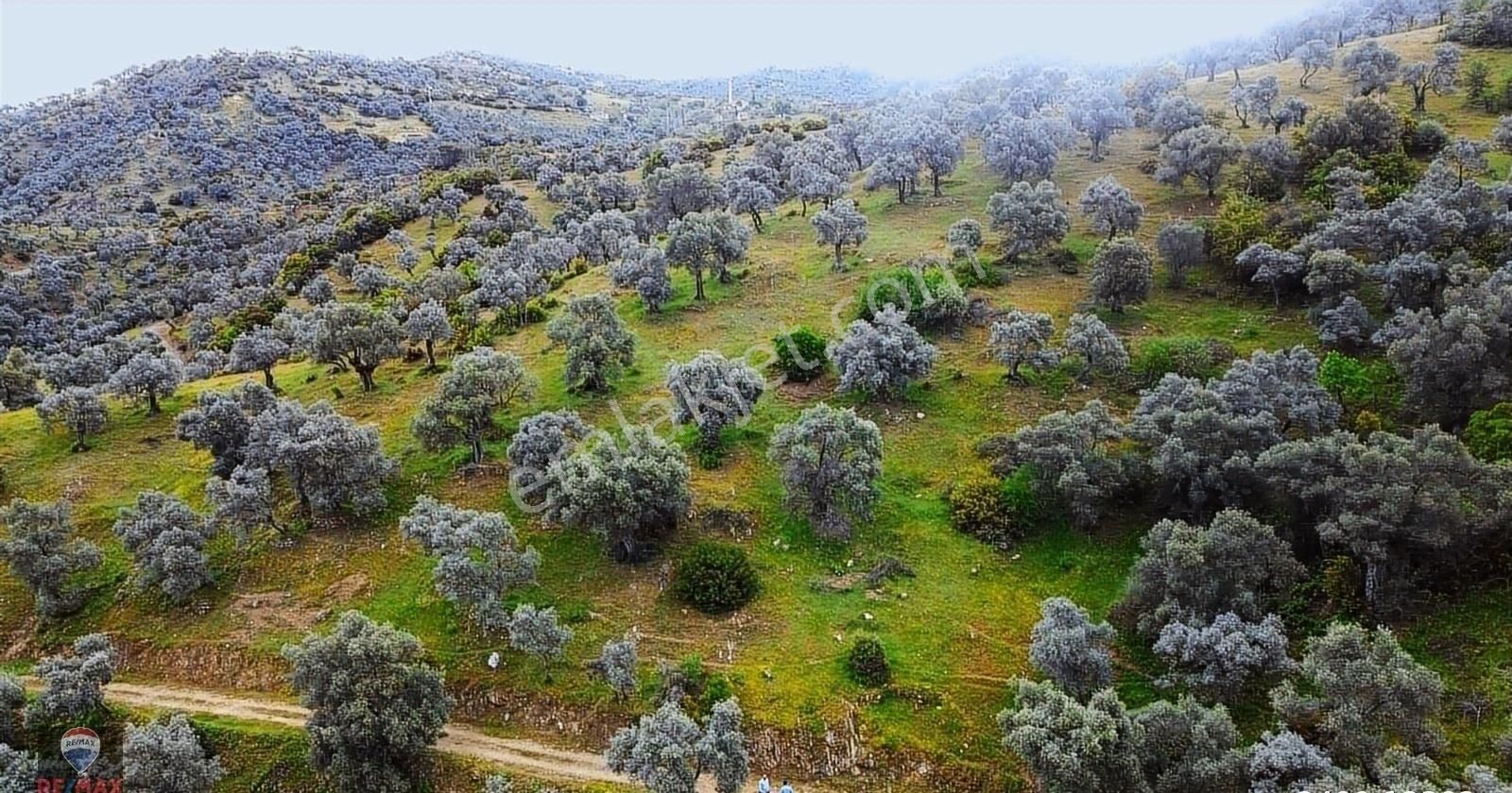 Bayındır Gaziler 1202 M2 Yolu Ve Ağaçları Olan Zeytinlik - Görsel 3