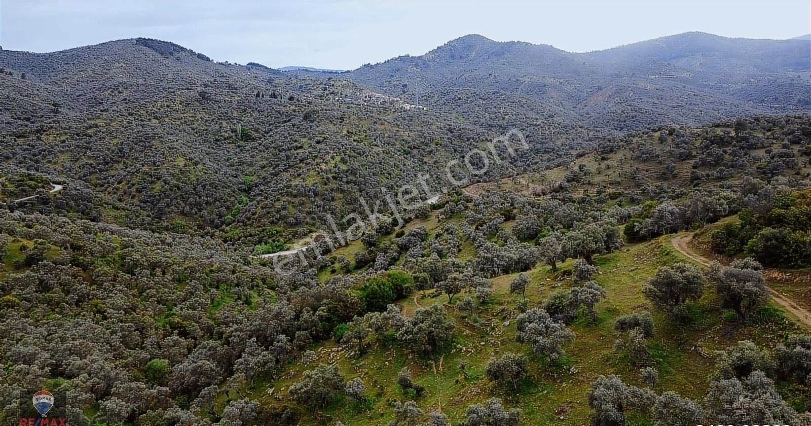 Bayındır Gaziler 1202 M2 Yolu Ve Ağaçları Olan Zeytinlik - Görsel 14