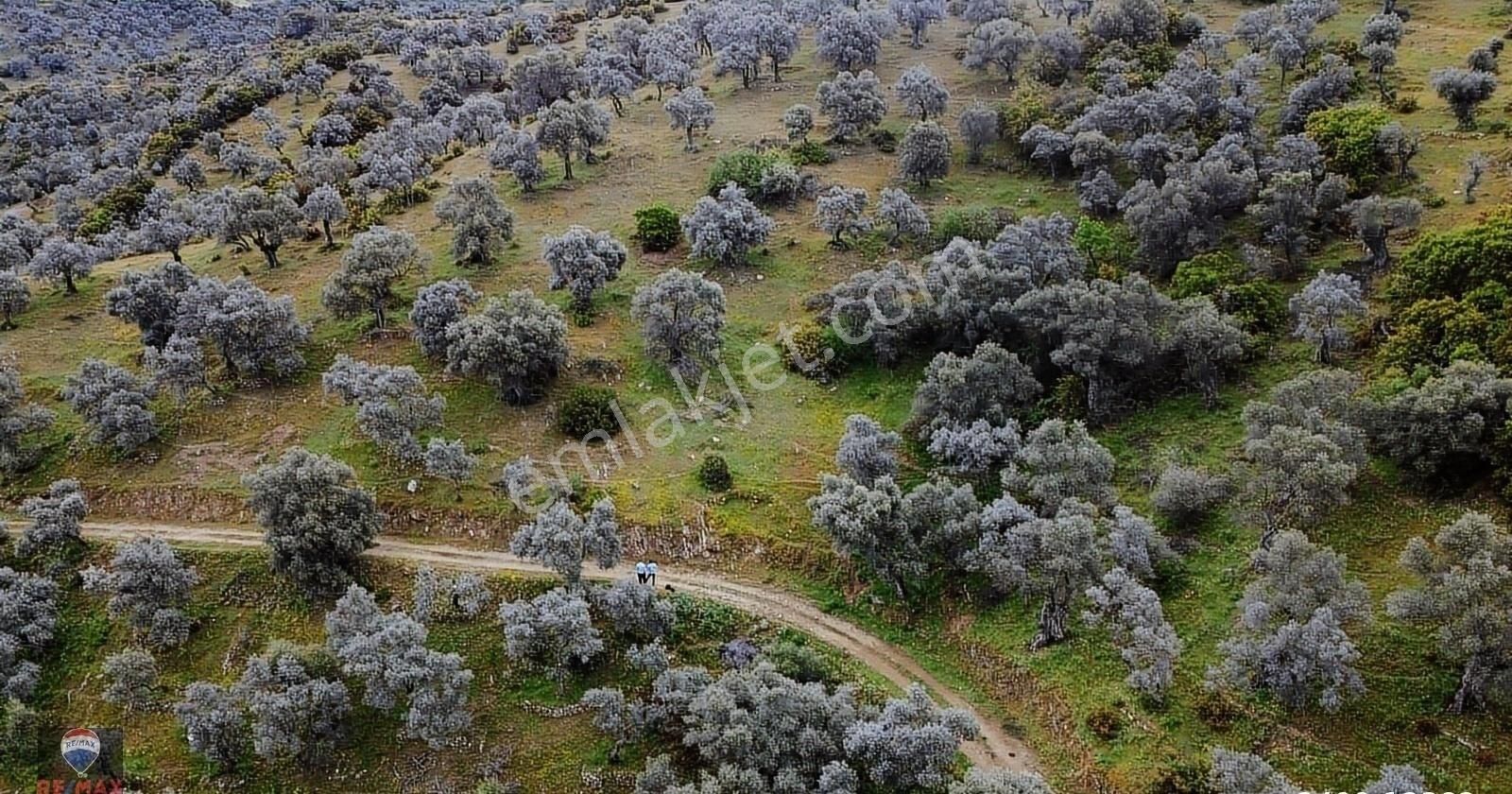Bayındır Gaziler 1202 M2 Yolu Ve Ağaçları Olan Zeytinlik - Görsel 28