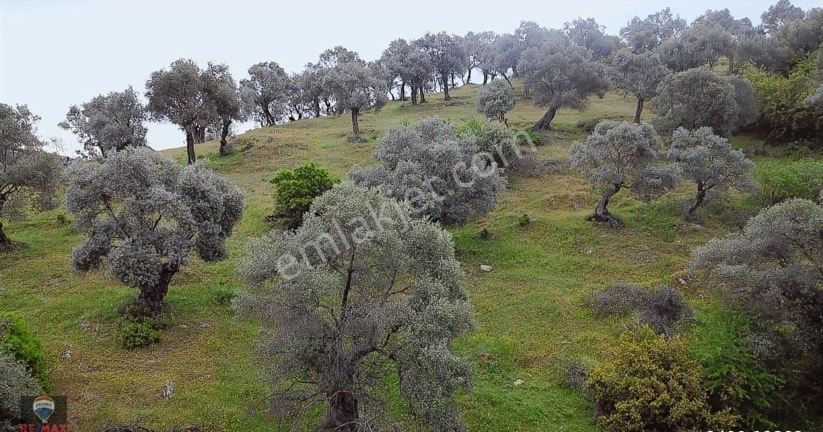 Bayındır Gaziler 1202 M2 Yolu Ve Ağaçları Olan Zeytinlik - Görsel 13