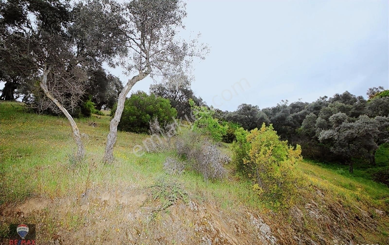 Bayındır Gaziler 1202 M2 Yolu Ve Ağaçları Olan Zeytinlik - Görsel 31