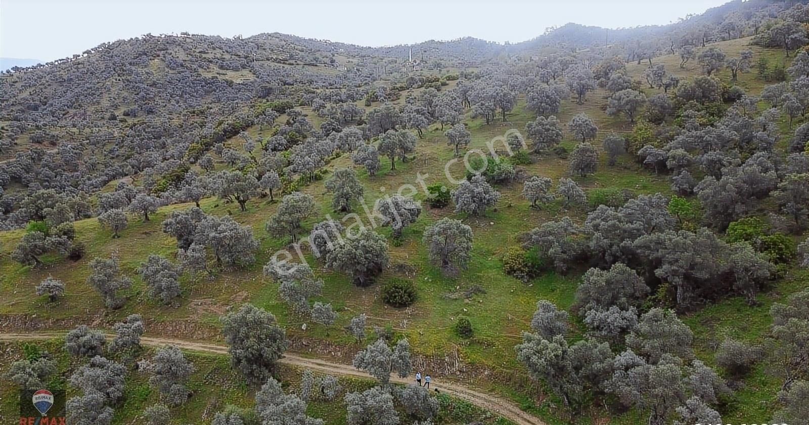 Bayındır Gaziler 1202 M2 Yolu Ve Ağaçları Olan Zeytinlik - Görsel 24