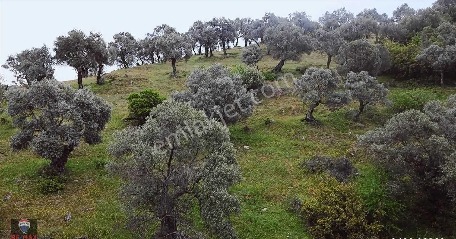 Bayındır Gaziler 1202 M2 Yolu Ve Ağaçları Olan Zeytinlik - Görsel 22