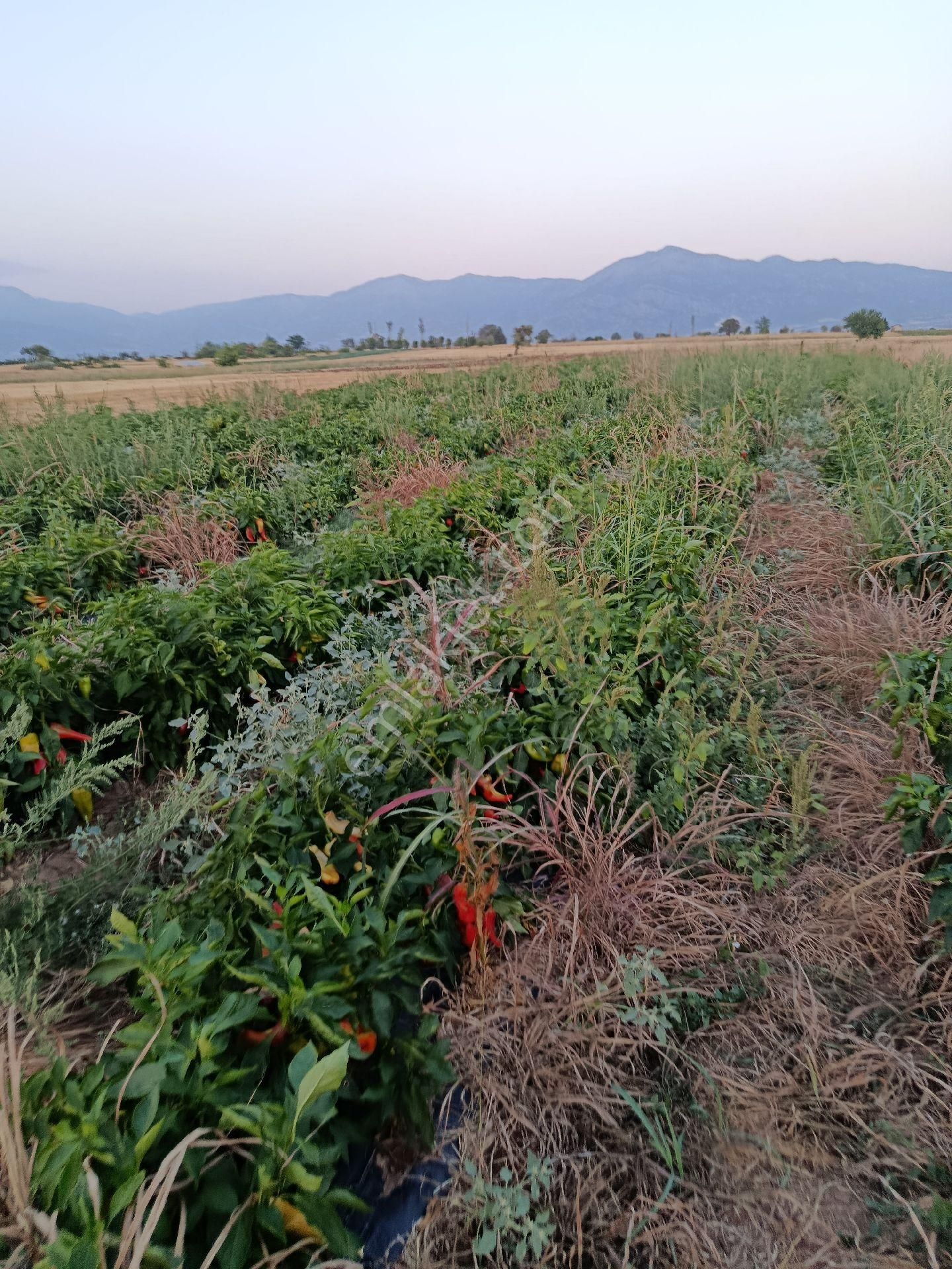 Denizli Acıpayam Dedebağı Sodajlı Ges Panelli Satılık Tarla - Görsel 13