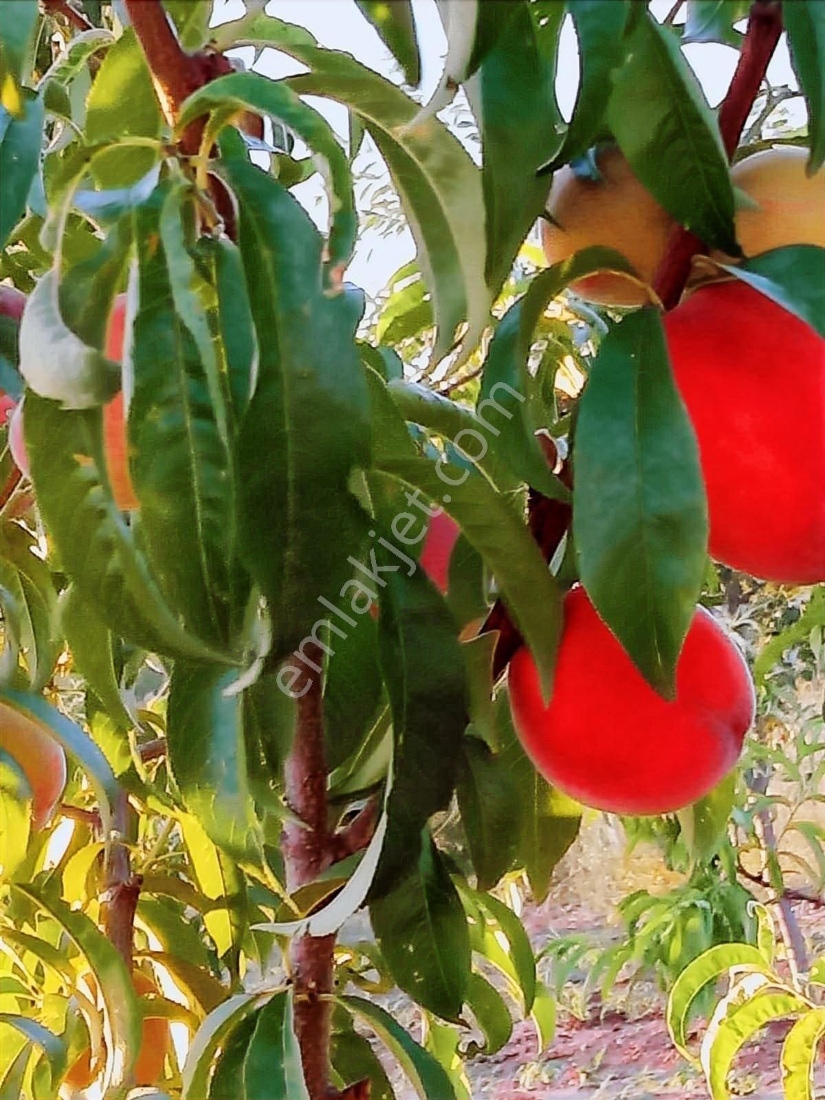 Ankara-altındağ-aydıncık Mahallesinde Yatırım İmkanı - Görsel 4