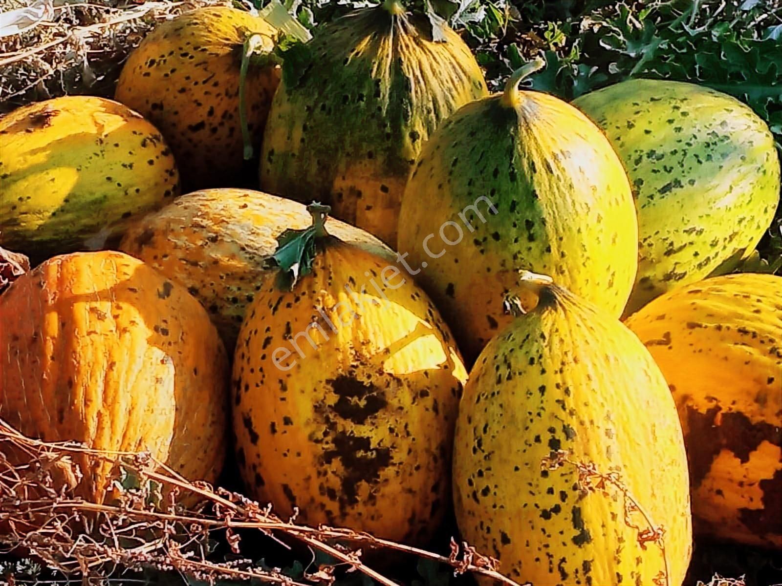 Ankara-altındağ-aydıncık Mahallesinde Yatırım İmkanı - Görsel 16