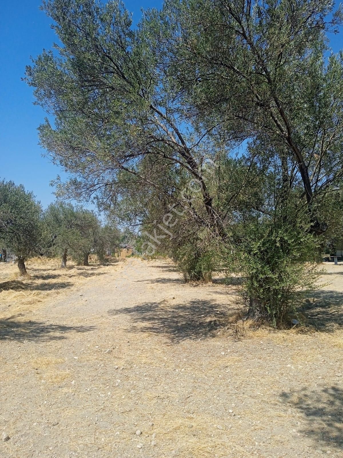 Dikili Bademli Halk Plajına Sıfır Satılık 16.595 M2 Arazi - Görsel 18