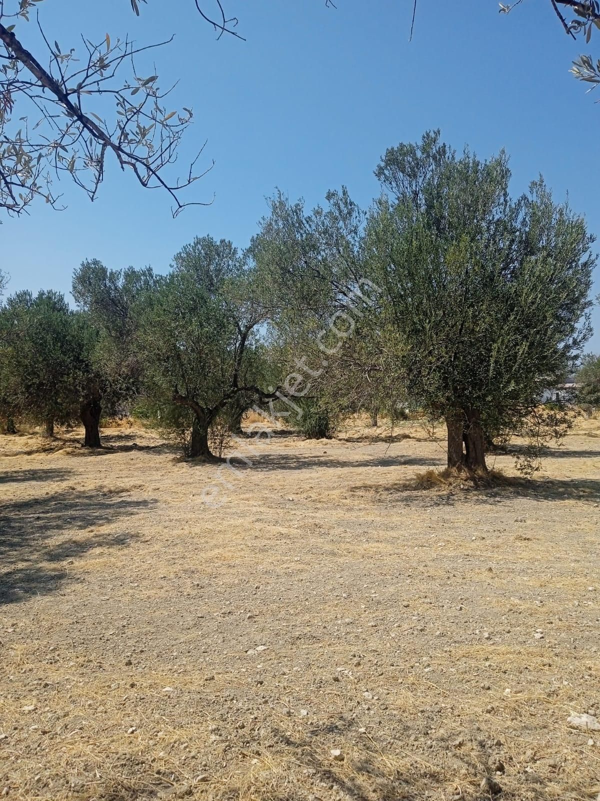 Dikili Bademli Halk Plajına Sıfır Satılık 16.595 M2 Arazi - Görsel 12