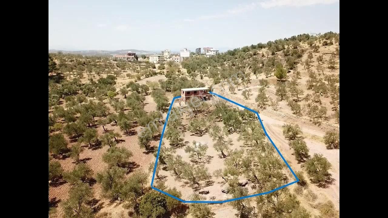 Ali Türk Gayrimenkulden Karaağaç Mahallesinde Satılık Zeytinlik - Görsel 8