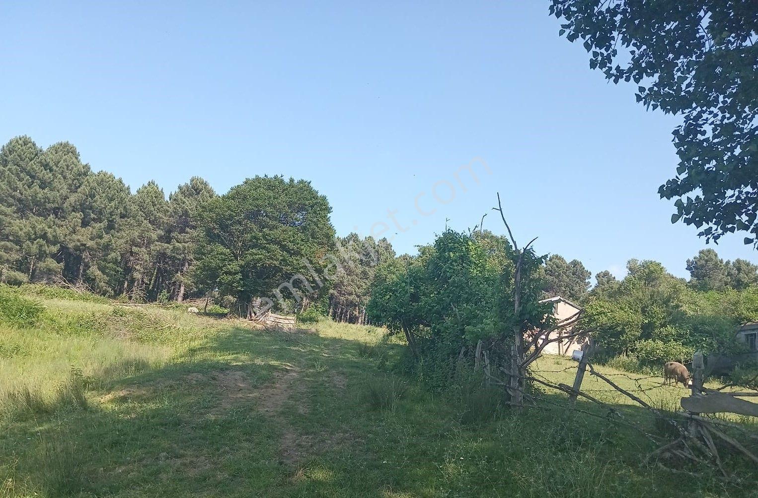 Sinop, İncirpınrında Denizmanzaralı,3 Tarafı Yola Cephe 17 Dönüm Satılık Tarla - Görsel 4