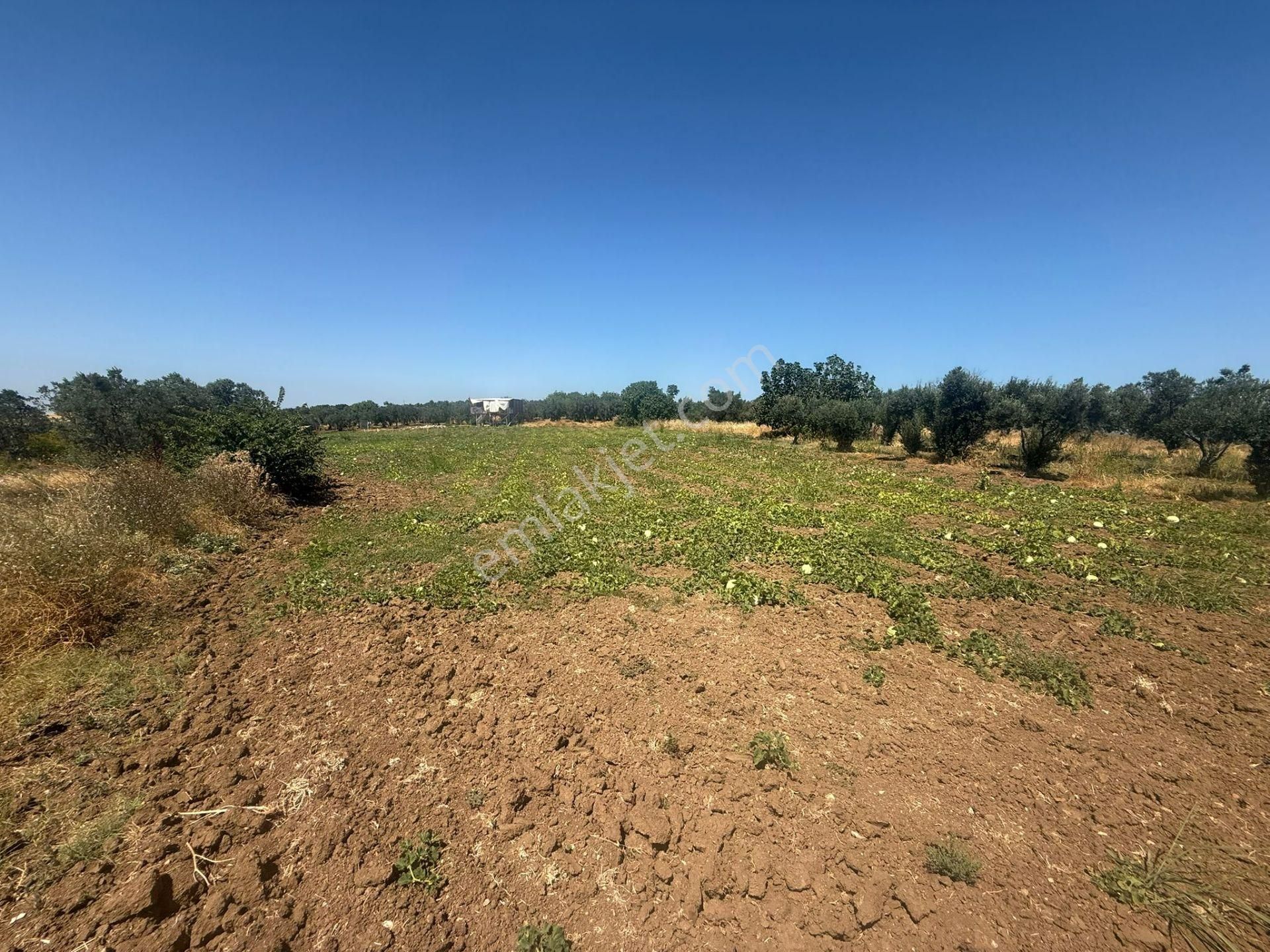 Remax Area'dan Manyas Gölü Manzaralı 1667,22 M² Büyüklüğünde Satılık Bağ! - Görsel 9