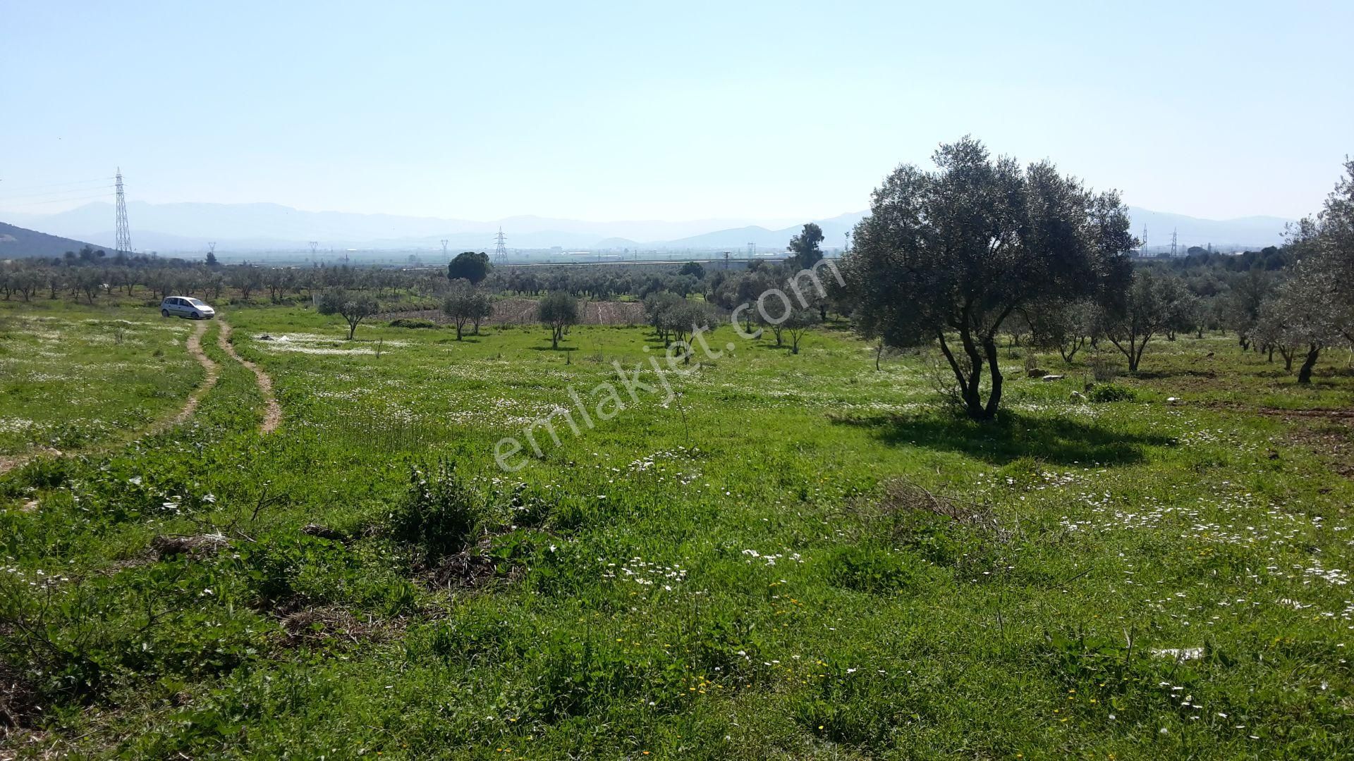 Torbalı Emlak'tan Torbalı Arslanlar'da Eski Köy İçin Mevkisinde Yolu Olan 5000m2 Arazi Satılıktır