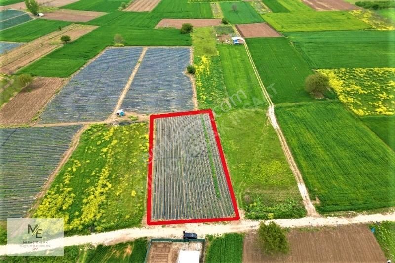 Miraç Emlaktan Küçükyenicede Satılık 2.000m² Hazır Çilek Tarlası