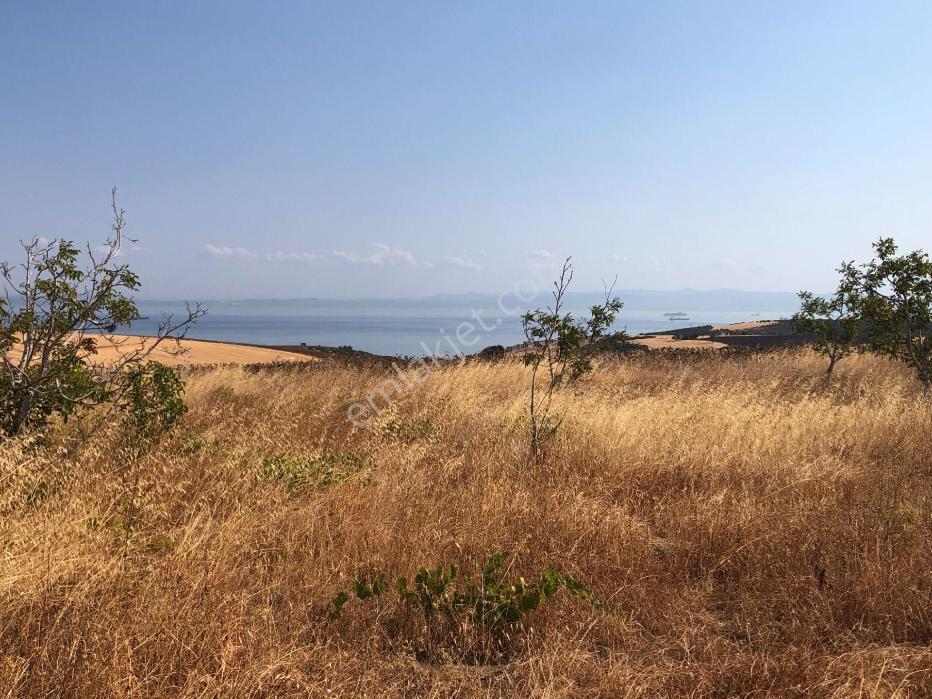 Şarköy De Işık Emlaktan Kocaali Mah De 308 M2 0/25 İmarlı Arsa - Görsel 5