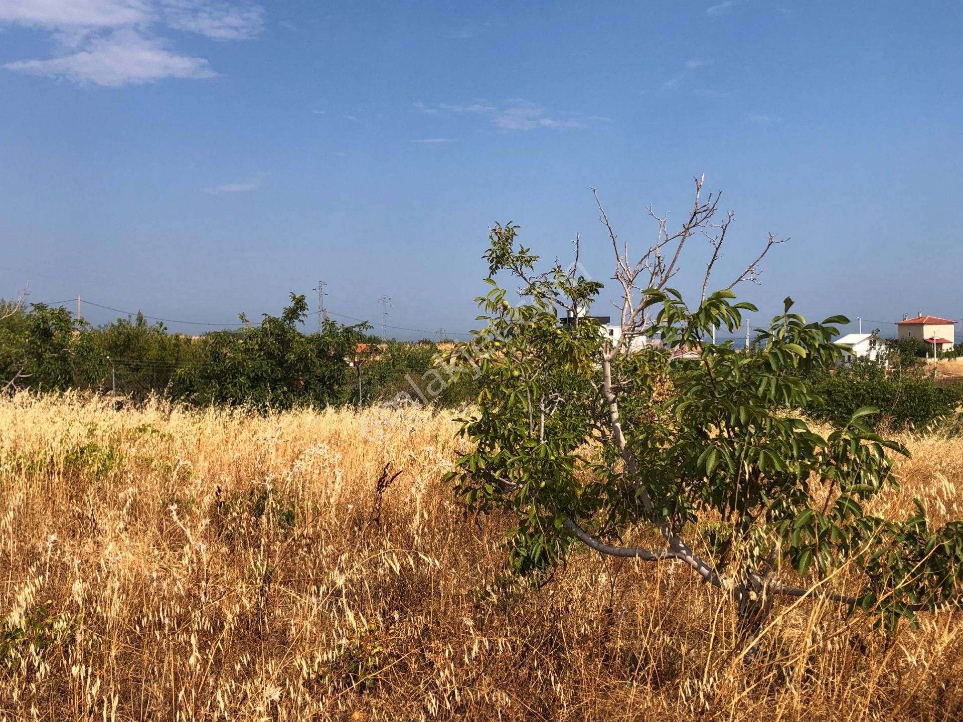 Şarköy De Işık Emlaktan Kocaali Mah De 308 M2 0/25 İmarlı Arsa - Görsel 2