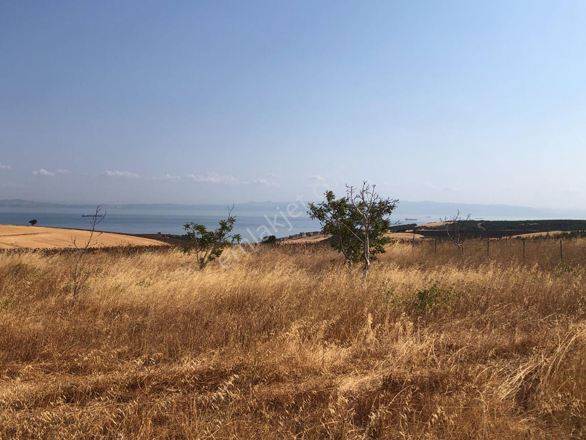 Şarköy De Işık Emlaktan Kocaali Mah De 308 M2 0/25 İmarlı Arsa