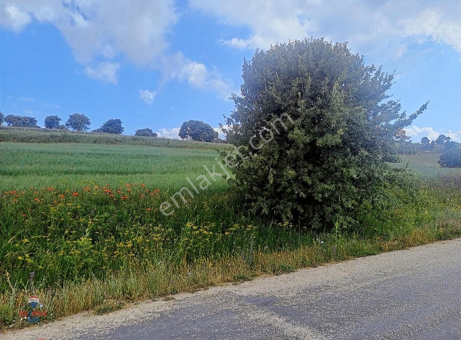 Yayla Yolu Üzerinde,yerleşim Yerine Yakın Tarla - Görsel 4