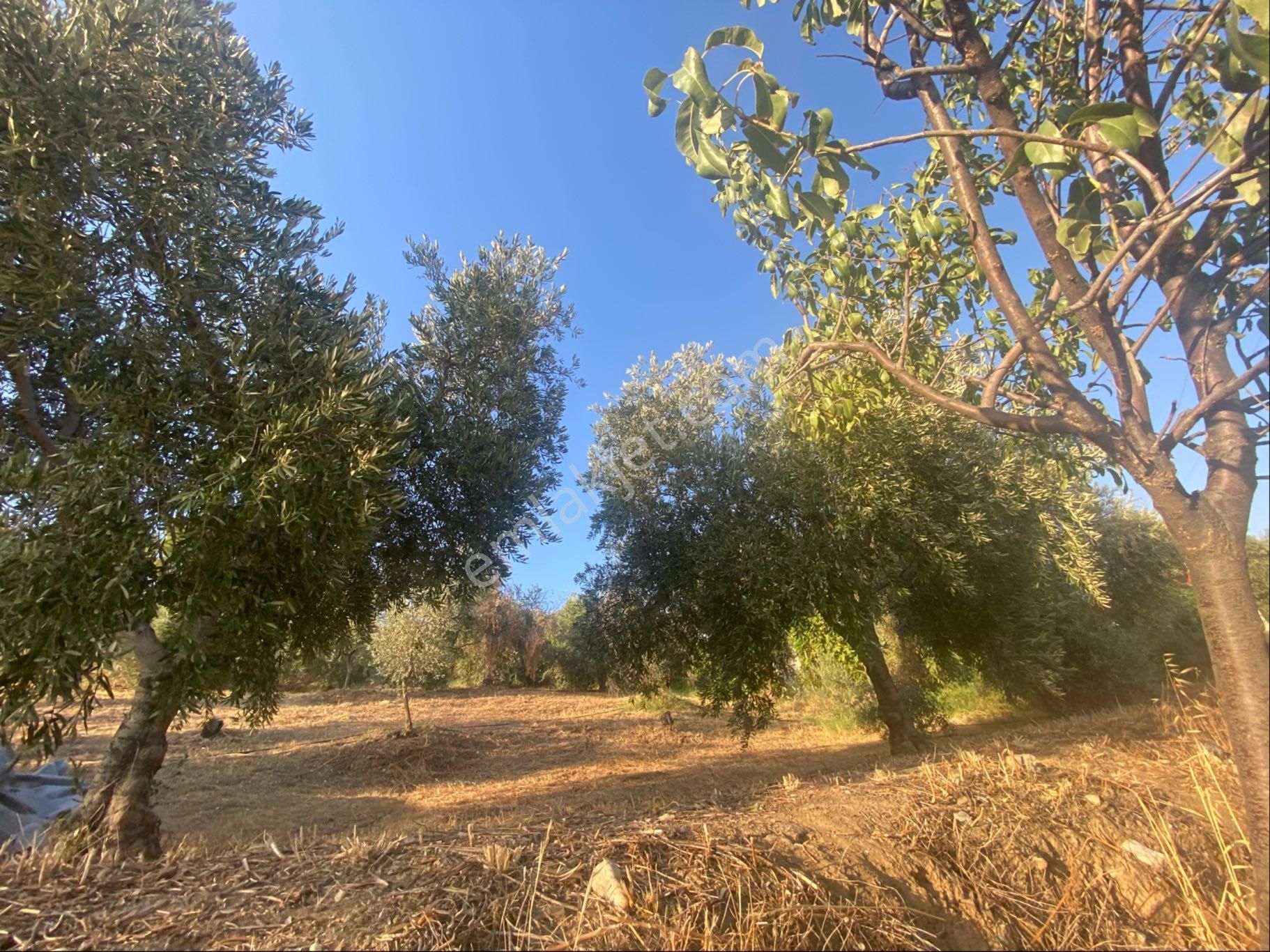 Aydın Efeler Tepeköy De Satılık 650 M2 İmarlı Arsa
