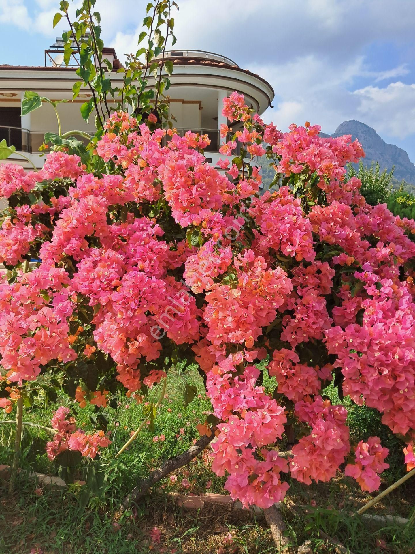 Satılık Çok Özel Triplex Villa - Görsel 31