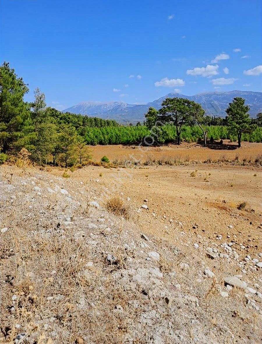 Mercan'dan Seydikemer Çobanlar'da Tek Tapu 3.120m2 Tarla