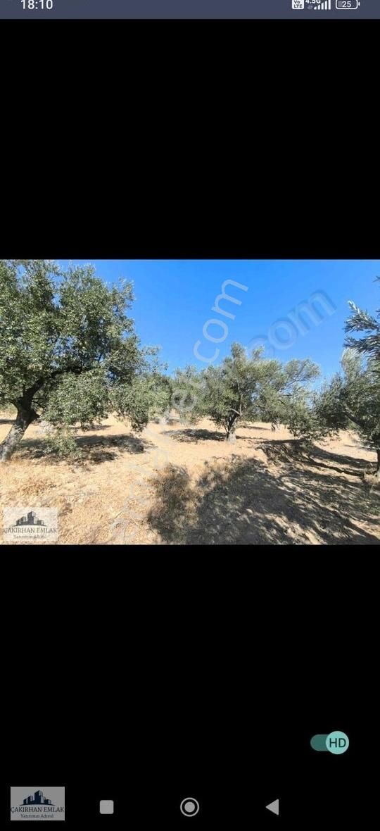 Tek Tapu Uygun Fiyatlı Manzaralı Satılık Zeytinlik