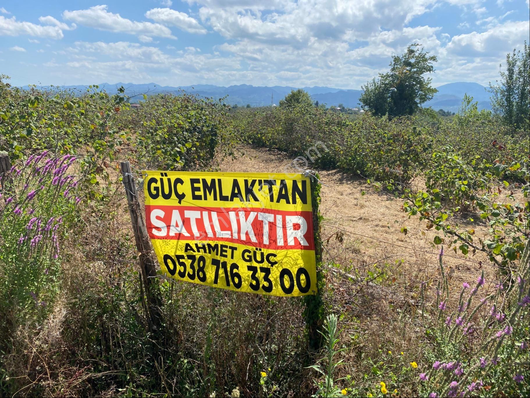 Satılık Fındıklık Tarlası - Görsel 2