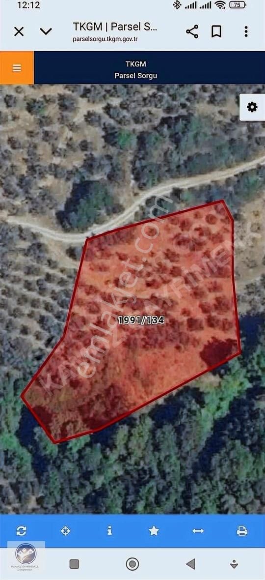 Yakamoz Emlak'tan Büyük Kumla'da Satılık Zeytinlik