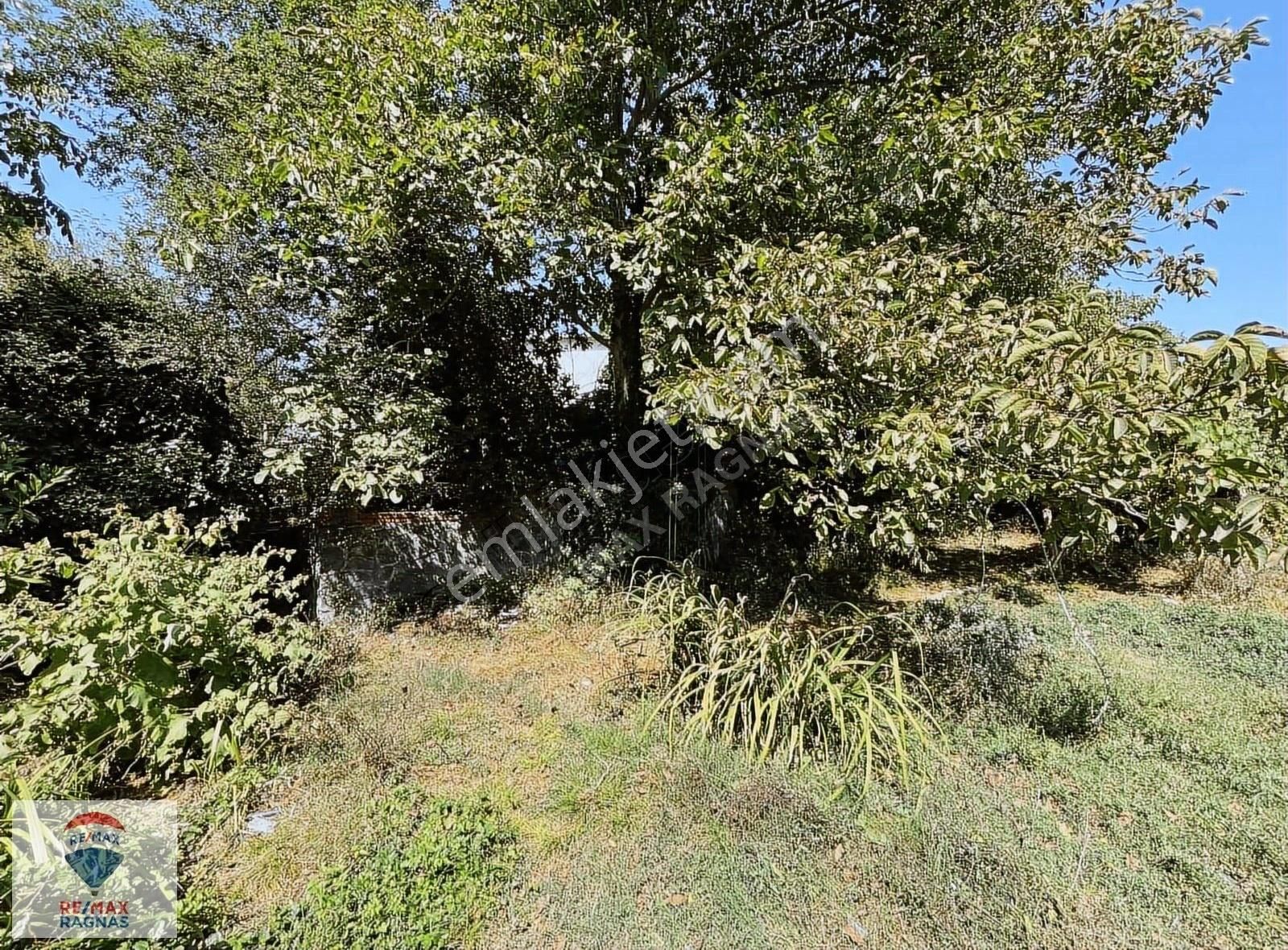 Şile Karakirazda 2484m2 Bahçeli Kiralık 3 Villa - Görsel 28