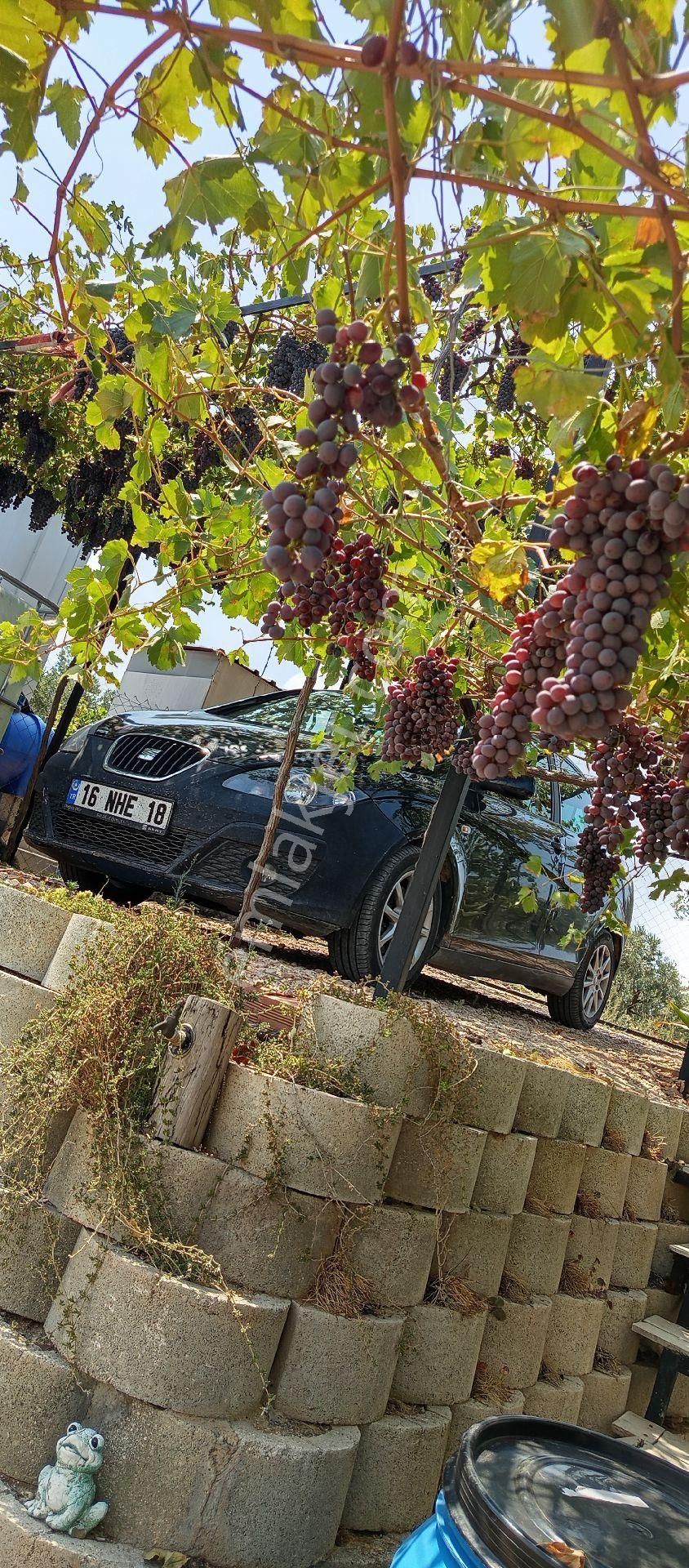 Bursa Nilüfer Konaklı Mahallesi Satılık 70 Mt2 Ev 630mt Bahçesi