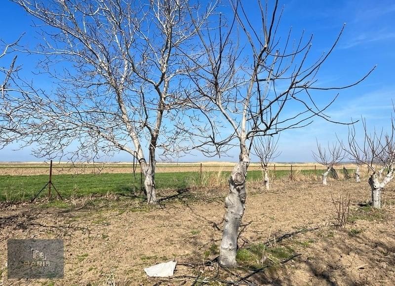 Çanakkale Ezine Mahmudiyede Bağ Evi Olan Satılık Ceviz Bahçesi - Görsel 5