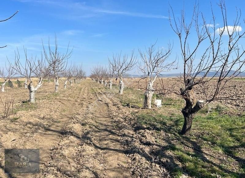 Çanakkale Ezine Mahmudiyede Bağ Evi Olan Satılık Ceviz Bahçesi - Görsel 20