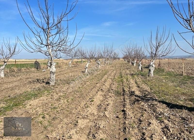 Çanakkale Ezine Mahmudiyede Bağ Evi Olan Satılık Ceviz Bahçesi - Görsel 12