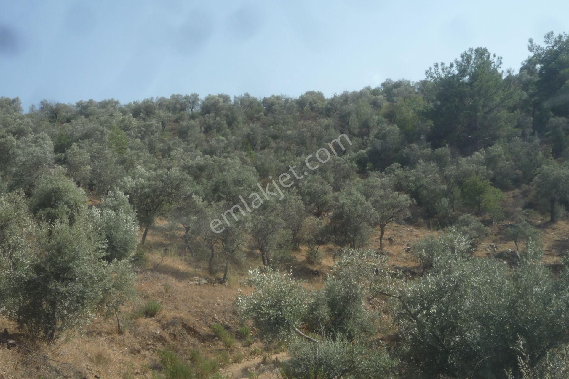 İzmir Torbalı Gold Emlaktan Satılık Zeytinlik