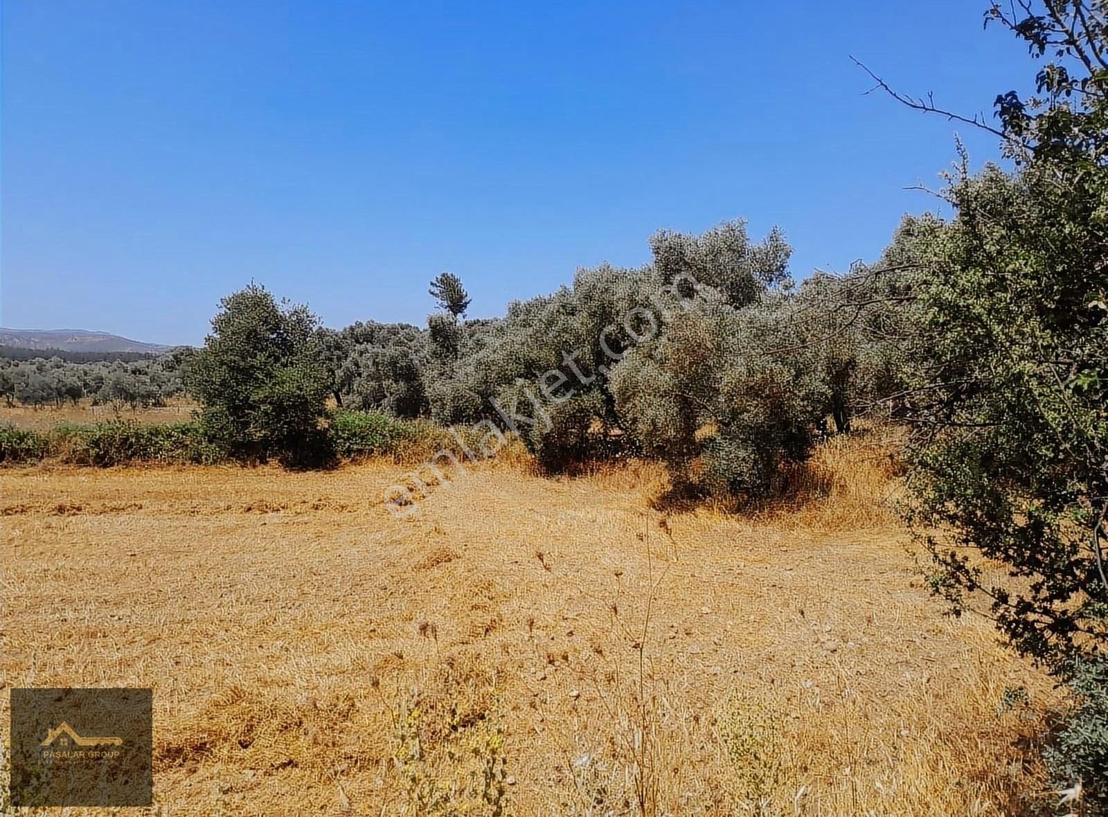 Muğla Milas Kısırlar Köyünde 6.184 M² Yatırımlık Tarla - Görsel 5