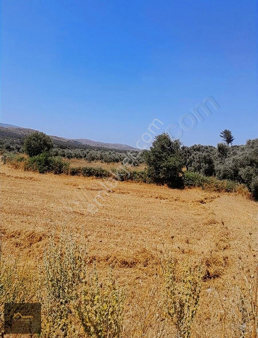 Muğla Milas Kısırlar Köyünde 6.184 M² Yatırımlık Tarla - Görsel 10