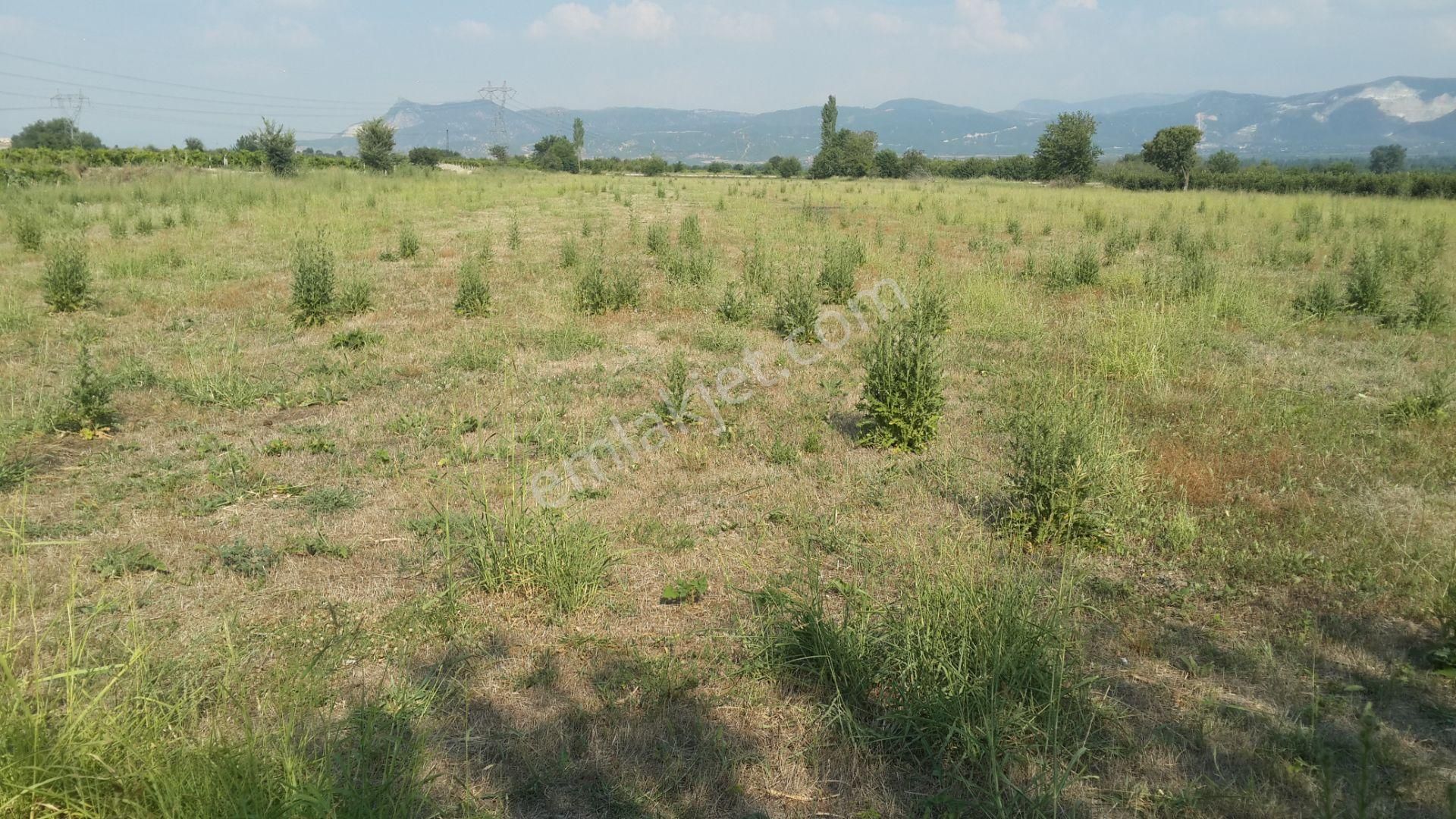 Denizli/çal/yukarıseyit Mah 6.500.m2 Verimli Tarla Araç Takası Olur