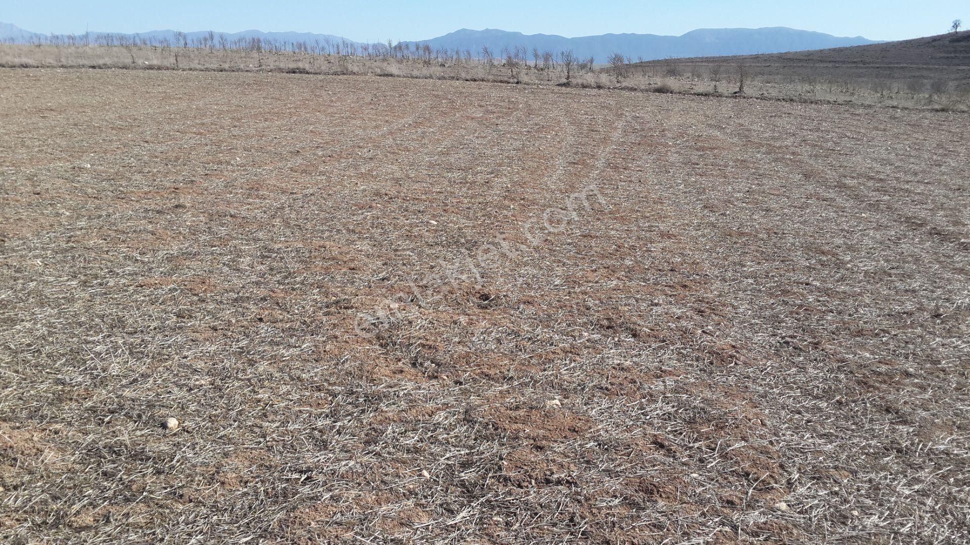 Denizli/çal/yukarıseyit Mah 6.500.m2 Verimli Tarla Araç Takası Olur - Görsel 5