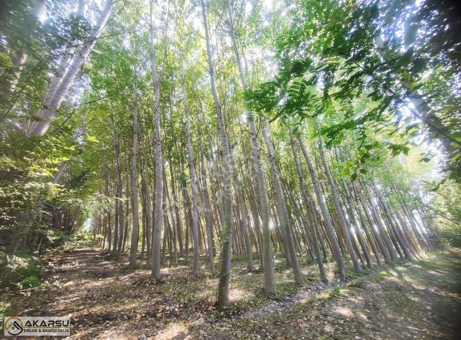 Satılık Kavaklık Tarla - Görsel 5