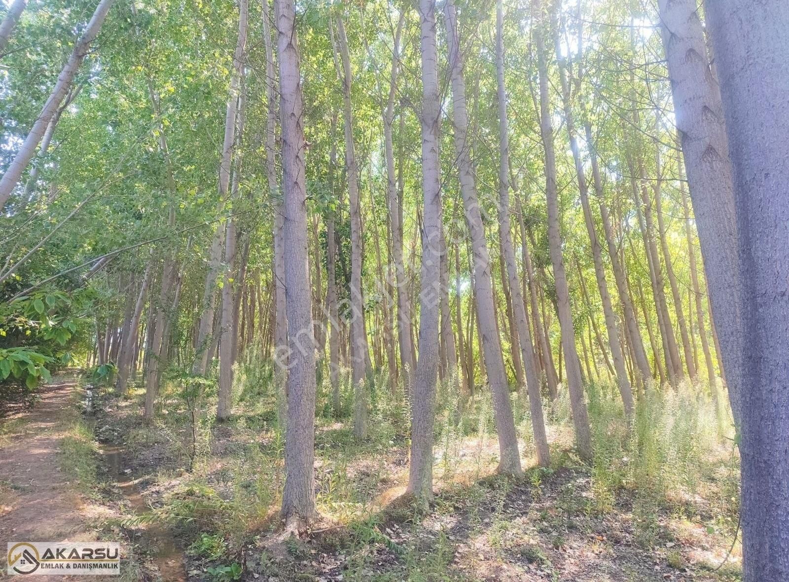 Satılık Kavaklık Tarla