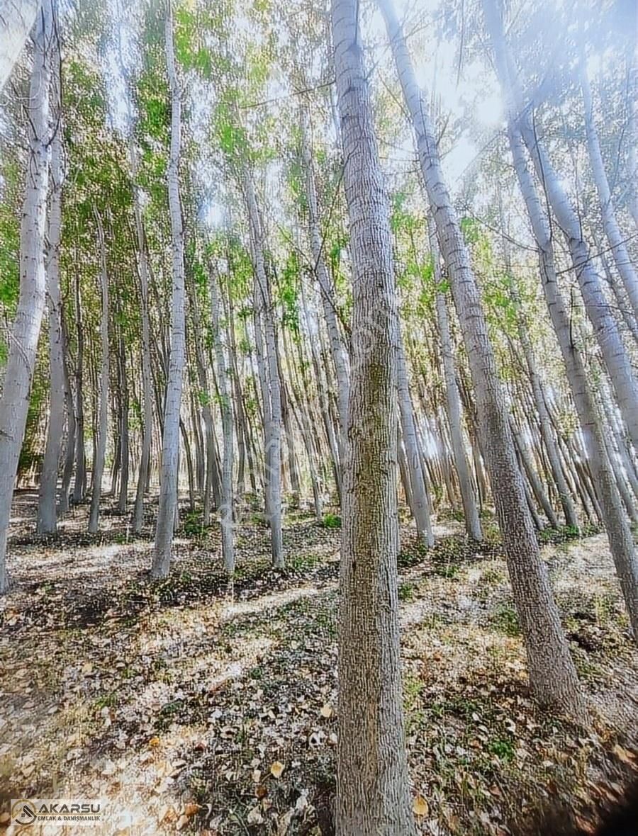 Satılık Kavaklık Tarla - Görsel 4