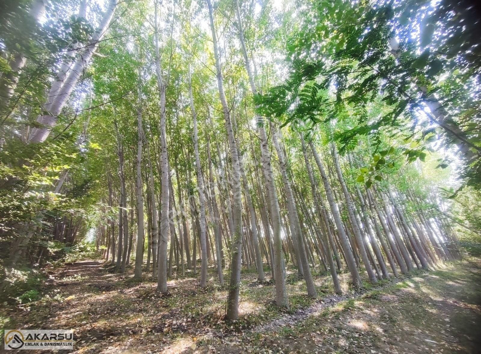 Satılık Kavaklık Tarla - Görsel 3