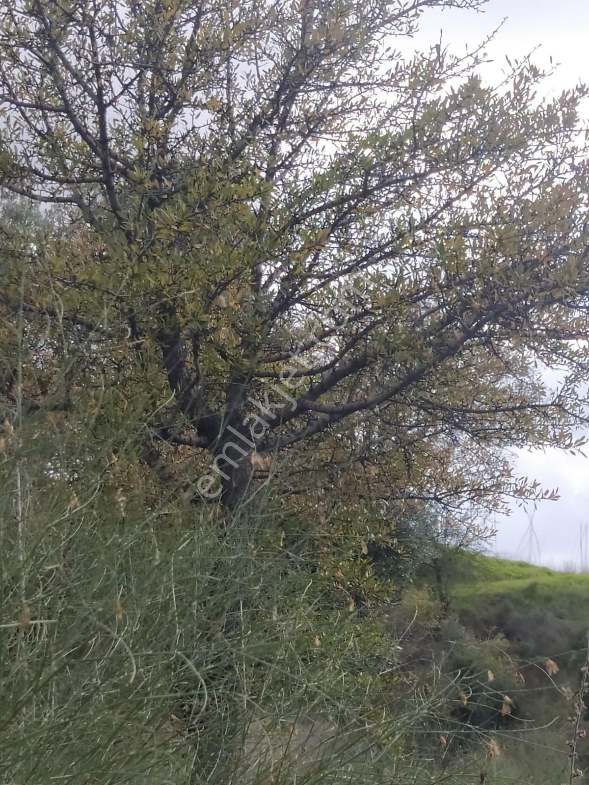 Çok Acil Satılık - Görsel 13