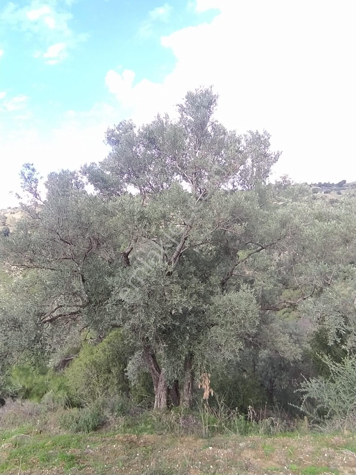 Çok Acil Satılık - Görsel 4