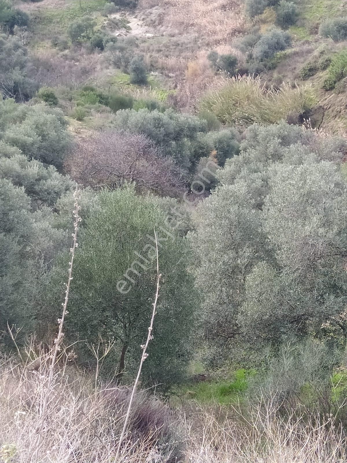 Çok Acil Satılık - Görsel 11